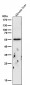Anti-Cyclin B1 CCNB1 Rabbit Monoclonal Antibody